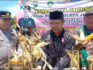 Kepala Desa Lojejer Panen Jagung Seluas 50 Hektar Di Lahan Binaan Kapolres Jember