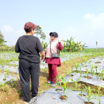 OWNER REDDOORZ SYARIAH TINJAU PERKEMBANGAN LAHAN PERKEBUNAN DI KALICECEP WONOSOBO