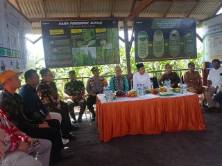 Kolaborasi Pemkab Jember Dengan UKRI Menanam Jagung Sebagai Kekuatan Pangan Nasional